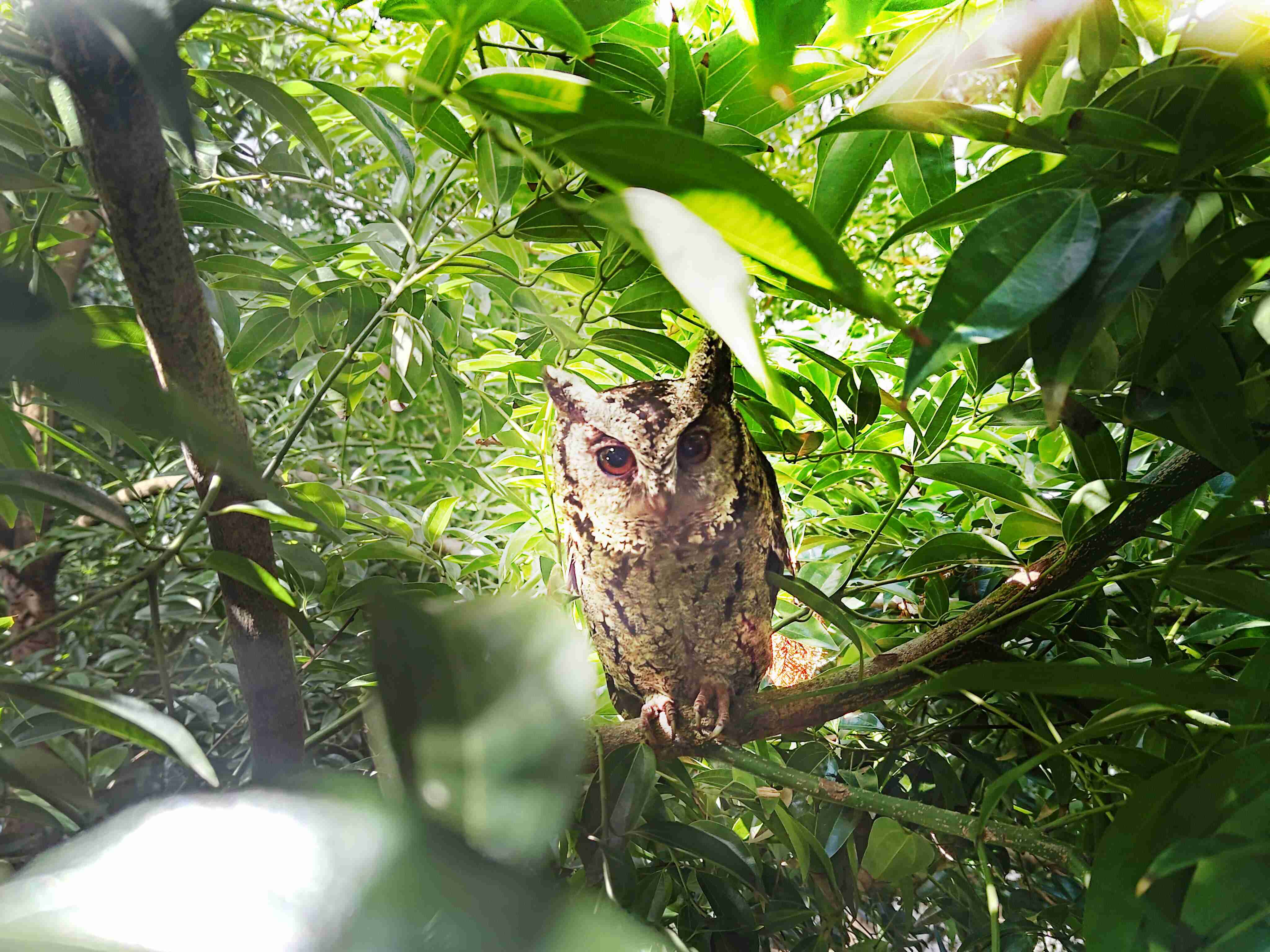 至成国际致力提倡净零绿生活，，，，16年以来在全球各厂区植树逾百万棵，，造就各厂区树木蔚然成林，，犹如森林工厂，，成为许多生物的栖息地